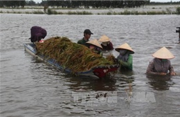 Khẩn trương bảo vệ vụ Hè Thu do lũ về sớm